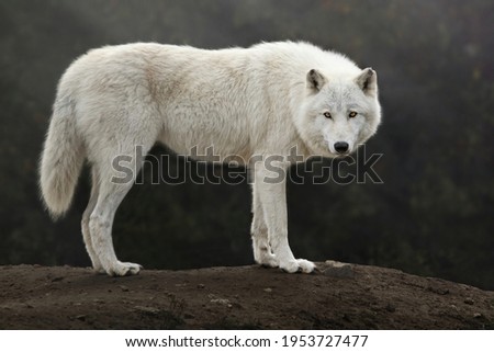 Arctic wolf standing on a hill and looking at the camera, Canis lupus arctos, Polar wolf or white wolf