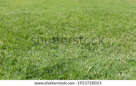 The grass in the green lawn.