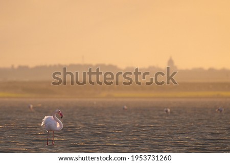 wildlife photography of lonely flamingo in the salt pans of santa margherita di Savoia (italy) in a warm sunset light