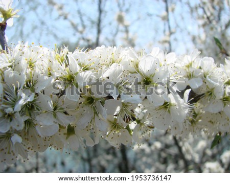 White blossoms on a branch, Blackthorn in flower in early spring