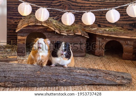 Two guinea pigs red black white home pets Royalty-Free Stock Photo #1953737428