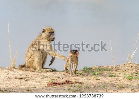 Savanna baboons in the South Luangwa NP Zambia Mfuwe banks monkey