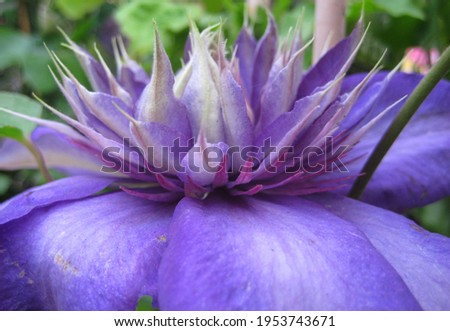 macro photo with a decorative background of a beautiful purple flower of a clematis herbaceous plant for garden landscape design as a source for prints, posters, decor, interiors, wallpaper