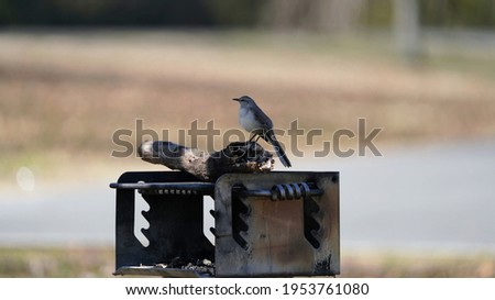 Northern Mockingbird perched on a piece of wood placed on an outside grill.                                