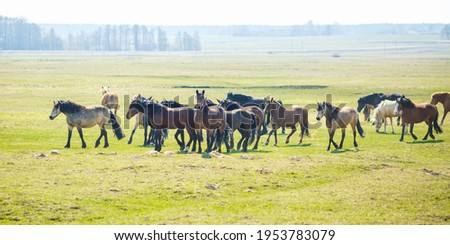 huge herd of horses in the field. Belarusian draft horse breed. symbol of freedom and independence 