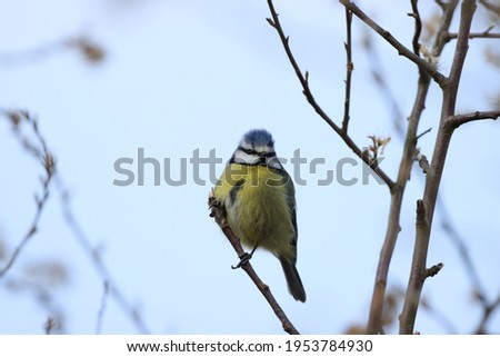 A European Blue Tit Bird 