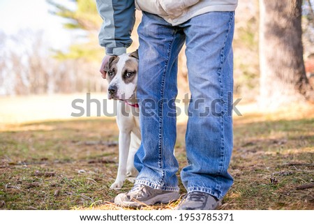 A shy mixed breed dog hiding behind a person with a nervous expression on its face Royalty-Free Stock Photo #1953785371