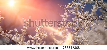 Beautiful cherry tree with delicate flowers in the sun