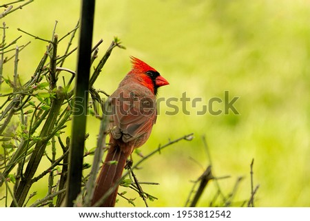 Red Cardinal in natural state staying close to a bird feeder or closeby in bushes.