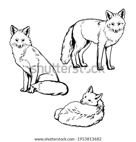 Foxes, black and white drawing. Vector illustration isolated on a white background. Royalty-Free Stock Photo #1953813682