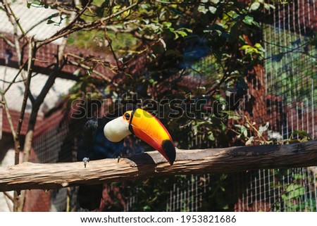 Amazing toucan is perching on the tree branch. Tropical bird specie from America. Toucan bird sits on a branch in a cage. Big toucan in tropical forest.