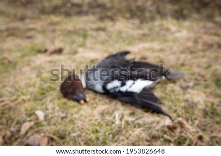 On purpose blurred picture of dead wild bird Common goldeneye, avian influenza known as bird flu concept. (In real life it had flying accident).