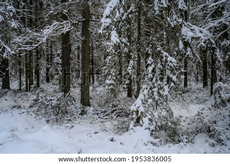 beautiful winter forest. beautiful snowy tree branches