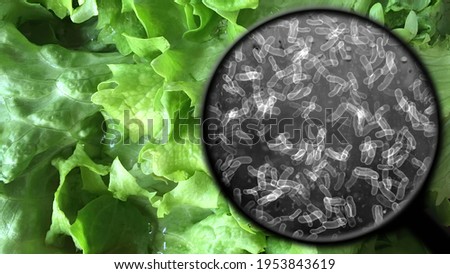 Searching for bacteria in lettuce