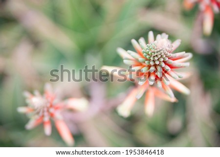 Macro photography of red blooming Aloe flowers. Natural background with flowering succulent plant.