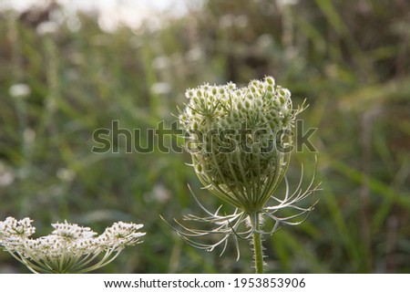 close-up: wineglass-shaped umbrels of wild carrot with small white flowers and green seeds