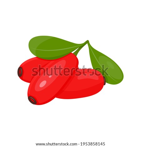 vector illustration of barberry berries on white background Royalty-Free Stock Photo #1953858145
