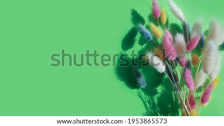  flower lagurus fluffy on colored background frame