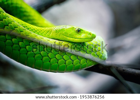 Profile of a green mamba on a branch.