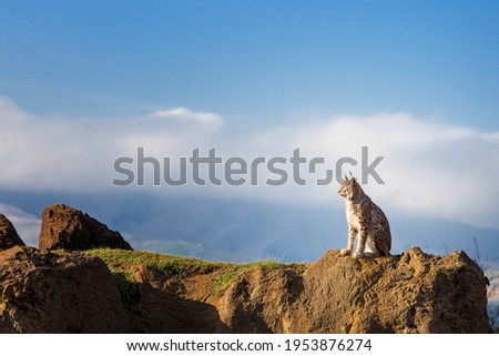 Boreal Lynx in a landscape picture with a beautiful cloudy background in a sunstet evening.