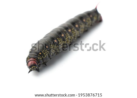 a hawk moth caterpillar on a white background, a copy space for text, a blank for the designer. hawkmoth