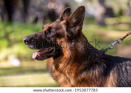 Portrait of a wolf dog in forest