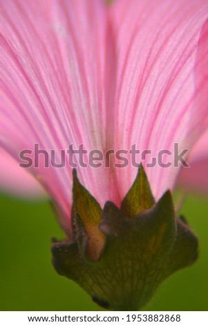 Lit pink flower. Picture taken from under the flower in spring with a light green blurred back ground.