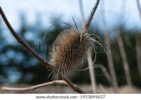 The dried prickly fruit of the Teasel wildflower close-up in the natural environment in the sunlight on a spring day.