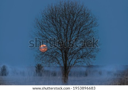 Tree silhouette and red moon among night fog