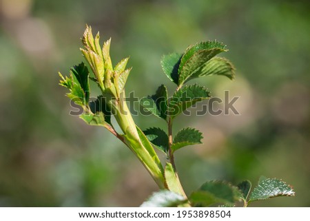 Detail of rosehip branch with buds and green background.
