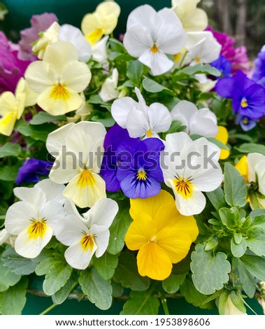 pansies bloom in the garden, close-up photo
