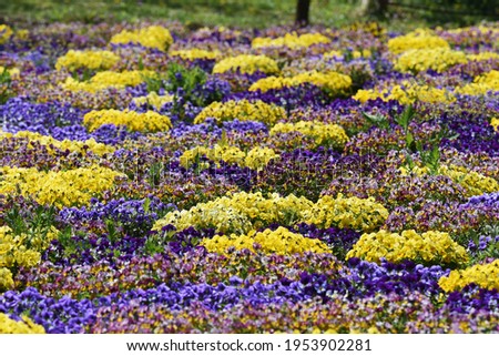 Viola in full bloom in a botanical park that looks like a carpet of flowers.