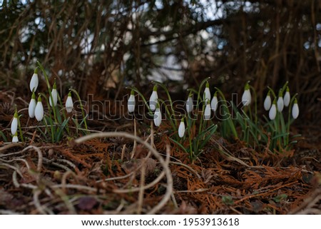 Snowdrops with white buds under the lower branches and in the shade of thuja, the ground is covered with old twigs and fallen yellow leaves of thuja.