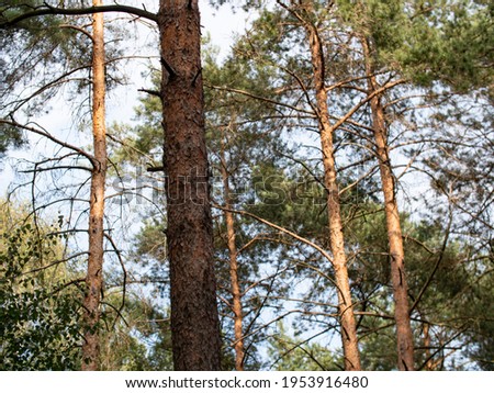 Coniferous trees in the forest during late summer
