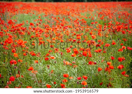 Image of deep red poppies in a large poppy field during daytime