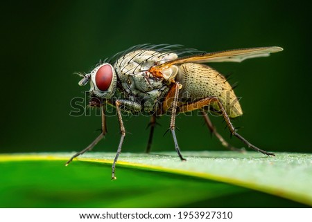 Exotic Drosophila Fly Diptera Parasite Insect Macro Royalty-Free Stock Photo #1953927310
