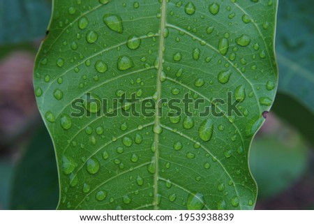 Close up picture of a green leaf with raindrop on the morning for get a feeling refreshing and comfortable for environmental and agriculture concept.