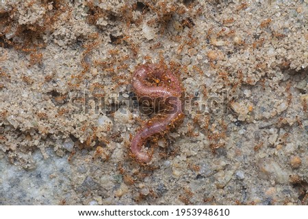 redworm being attacked by little red tropical fire ants 
