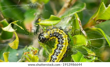 Close up of a caterpillar on branch with green leaves. Nature contest. Spring time