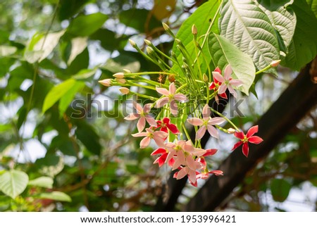 Lush tropical garden with assorted plants and flowers, stock photo
