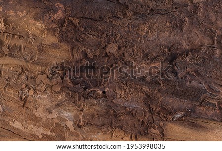 grunge wood texture, affected by weather, bark beetle and termites