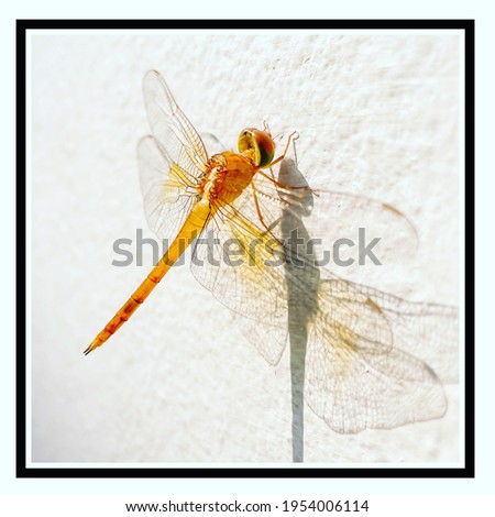 Dragon Fly - The Queen