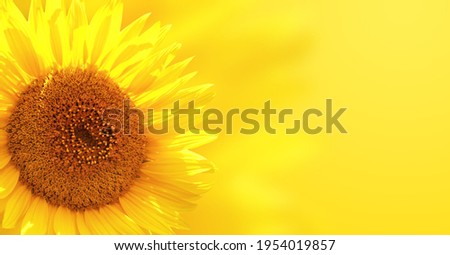 Horizontal nature banner with sunflower. Single beautiful sunflower on background of yellow color. Copy space for text. Mock up template
