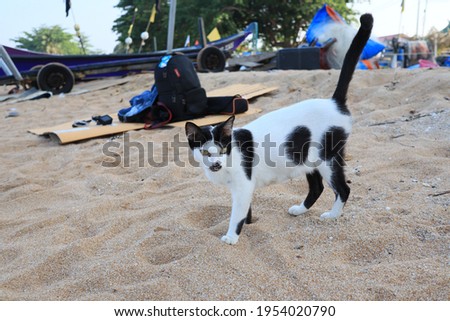 A tame black and white cat at the beach with blurry background. 
