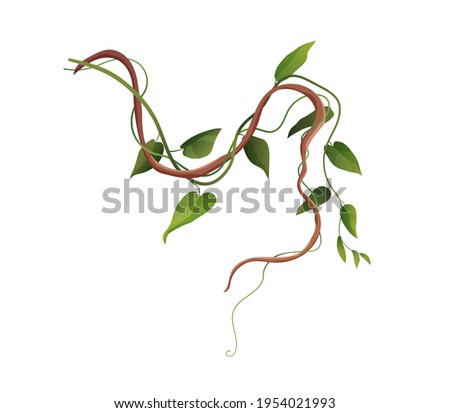 Liana or vine winding branches cartoon vector illustration. Jungle tropical climbing plants. Royalty-Free Stock Photo #1954021993