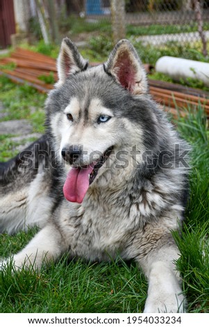  Happy Smiling  Siberian husky dog outdoor on green grass 
