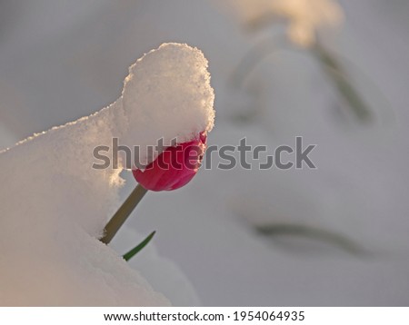 Snow-covered red tulip in spring