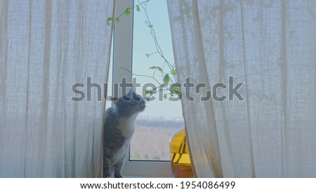 The cat eats leaves from a houseplant by the window. Plant on the windowsill and pet