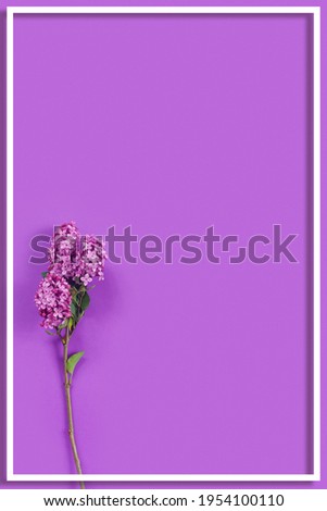 Purple background with purple delicate lilacs flowers for mother's day card.
 Modern minimal flat lay.