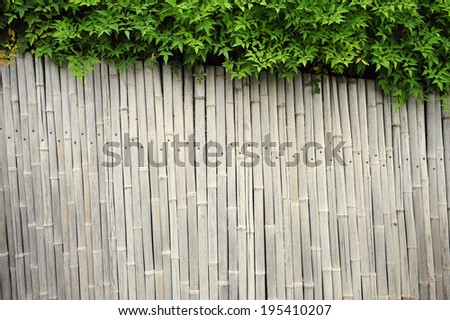The bamboo fence
